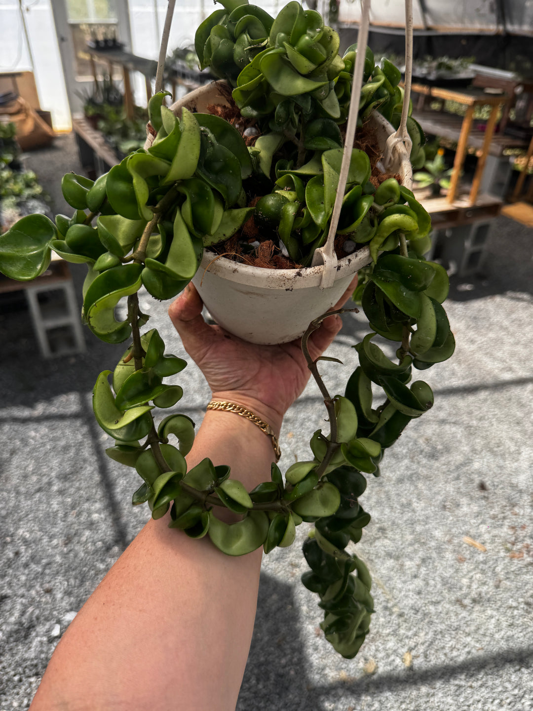 Hoya Compacta Rope