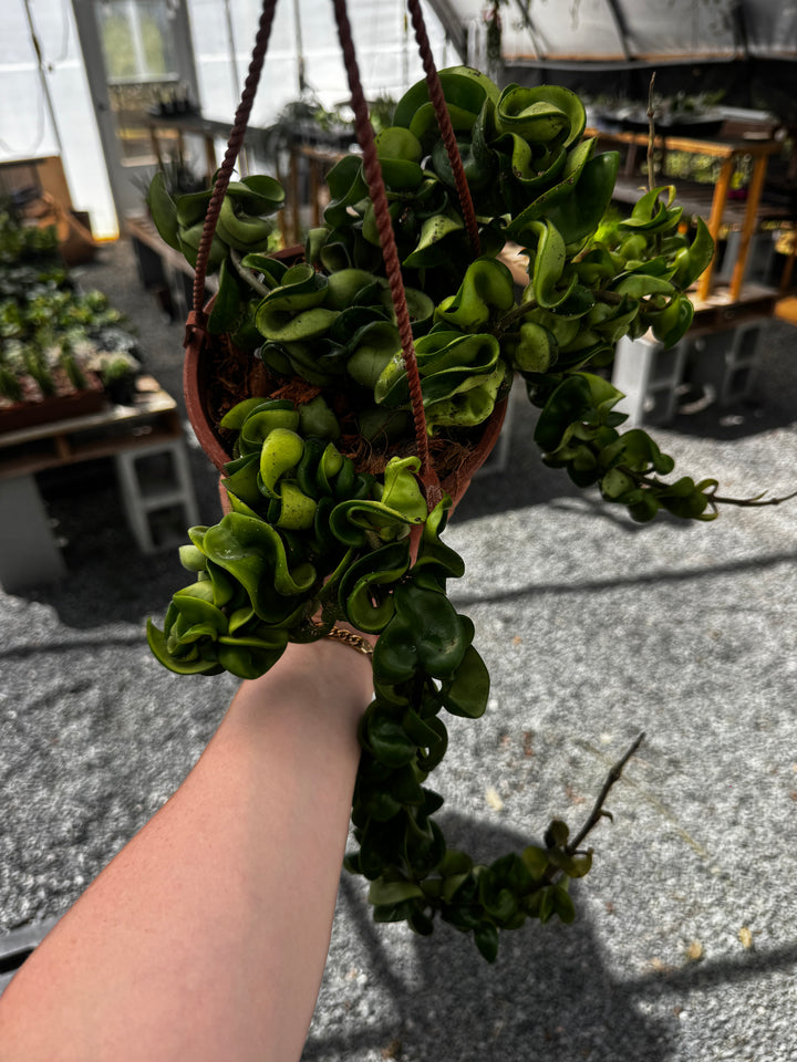 Hoya Compacta Rope