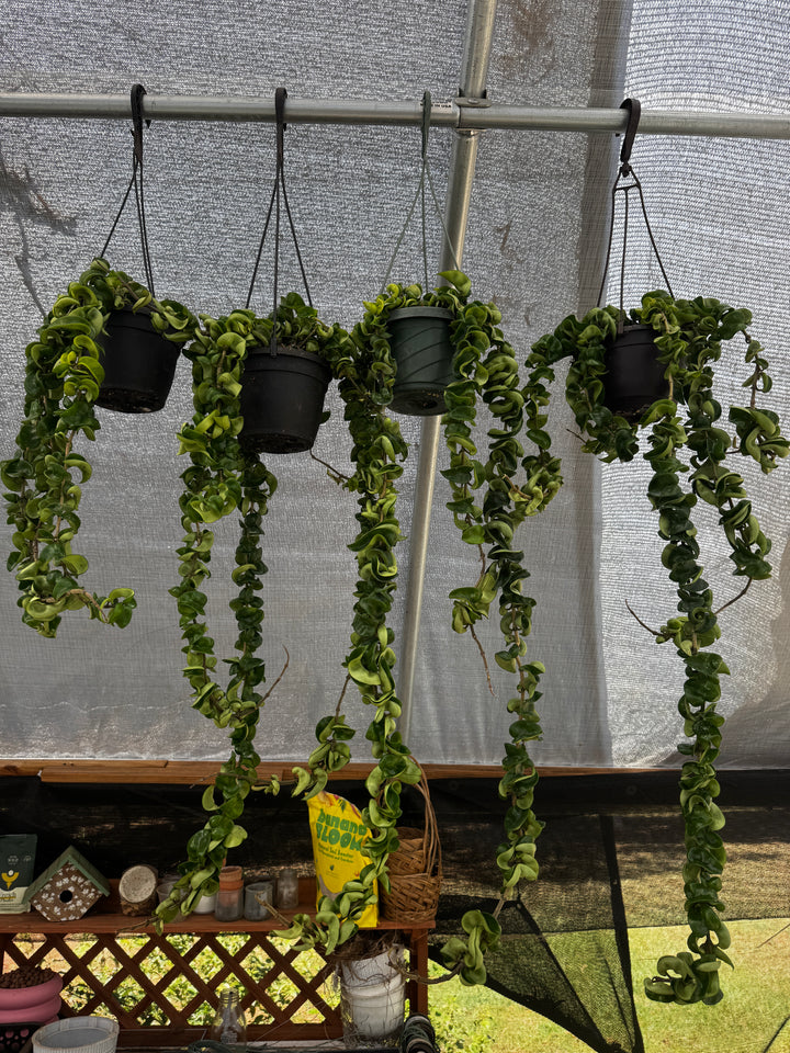 Hoya Compacta Rope
