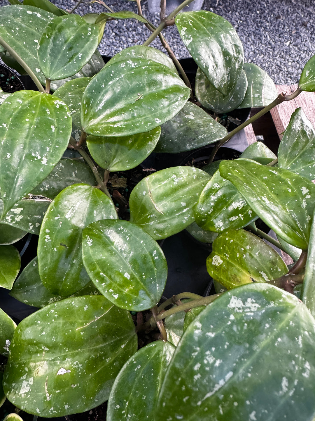 Latifolia Splash