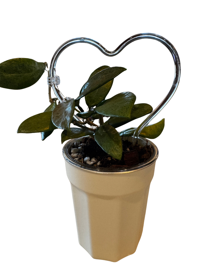 Self Watering Pots 4" Ivory