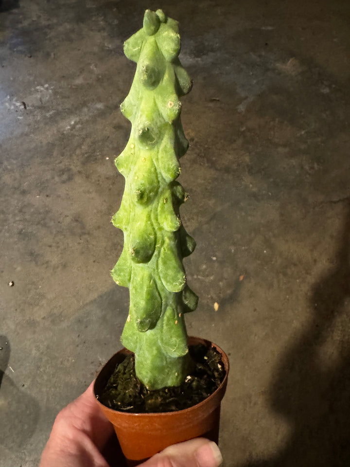 Boobie Cactus