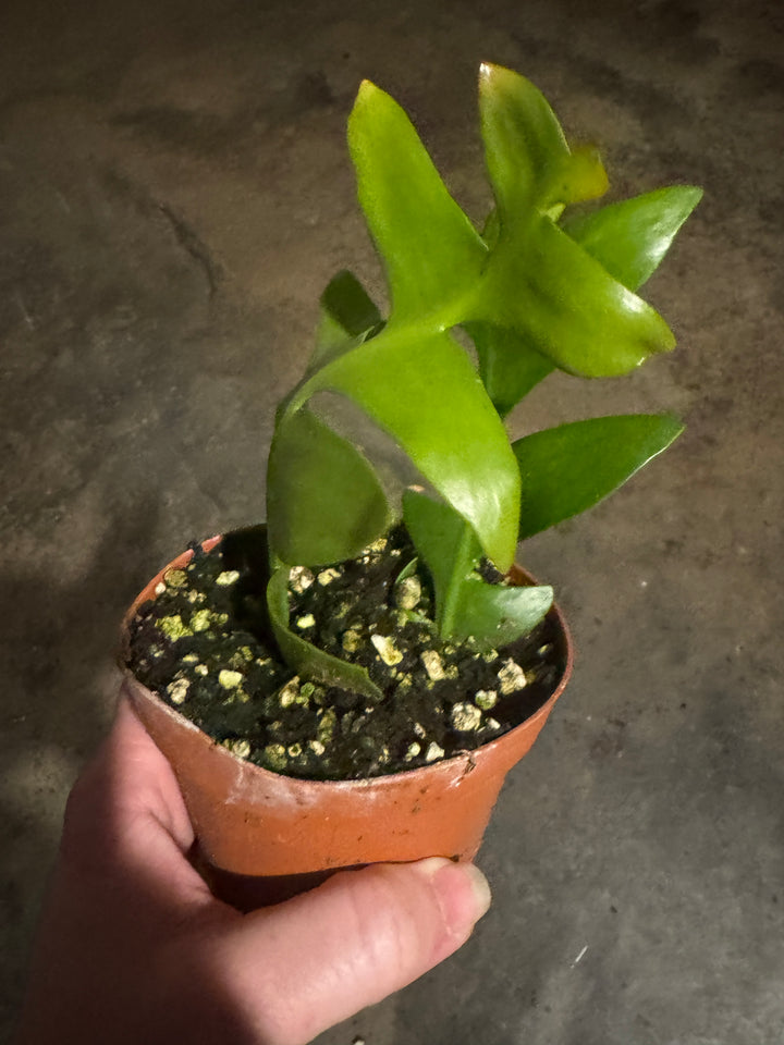 Shark Tooth Cactus