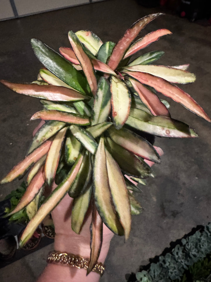 Hoya Variegated Wayettii