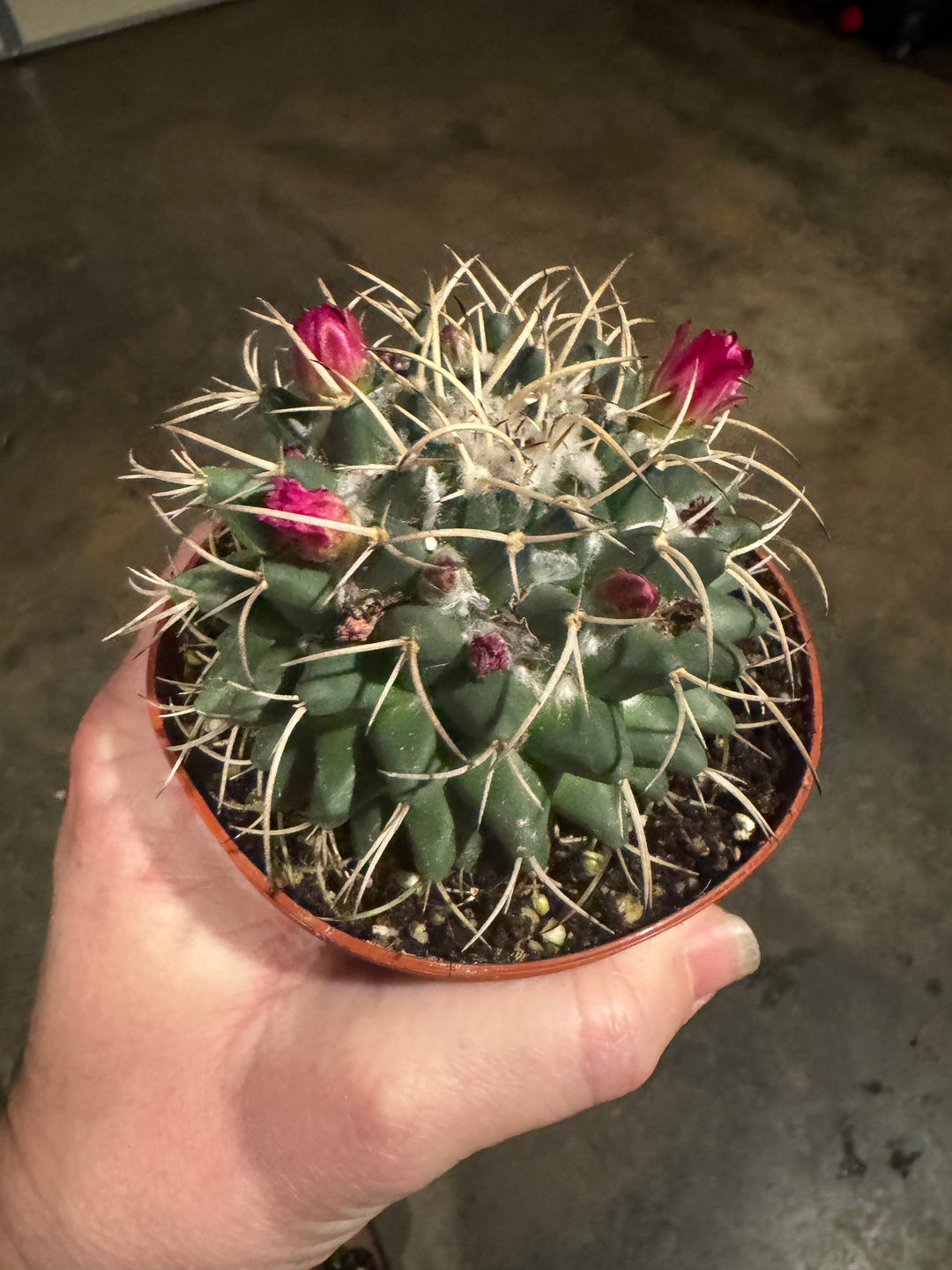Silver Arrow Cactus Pink Bloom