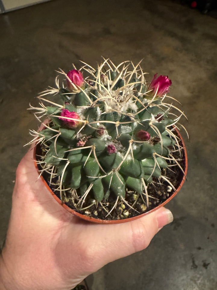 Silver Arrow Cactus Pink Bloom