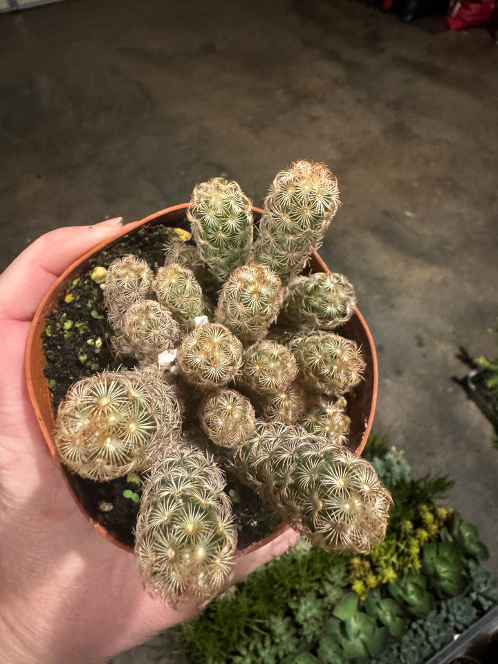 Gold Lace Cactus