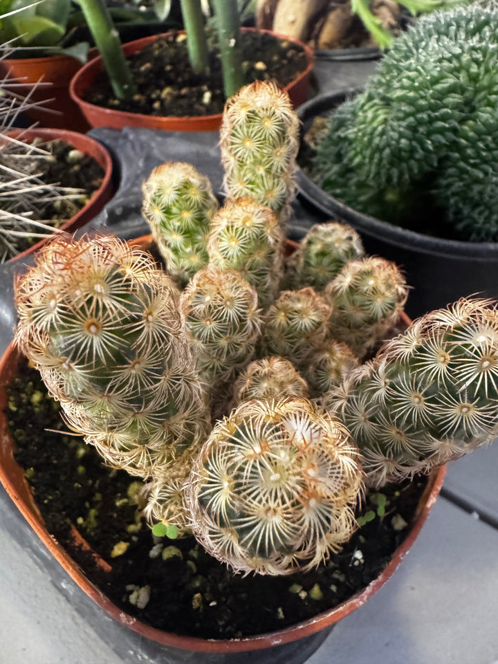 Gold Lace Cactus