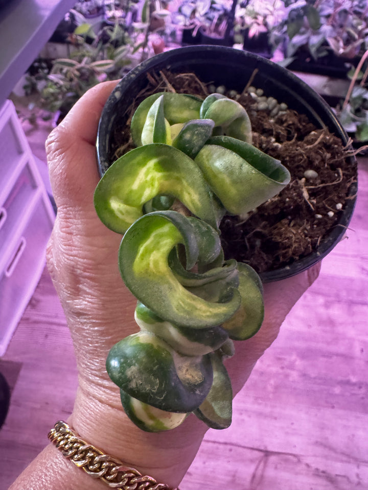 Mauna Loa (Inner Variegated) Hoya Compacta