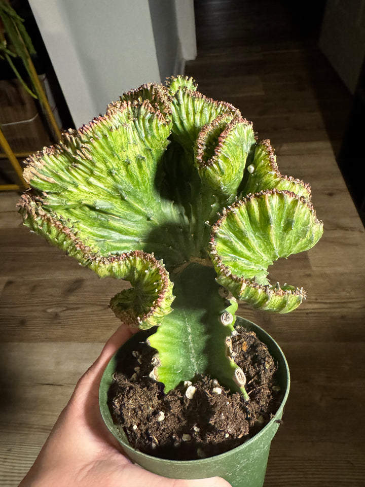 4" Euphorbia Grafted Cactus Mermaid Tail (Purple)