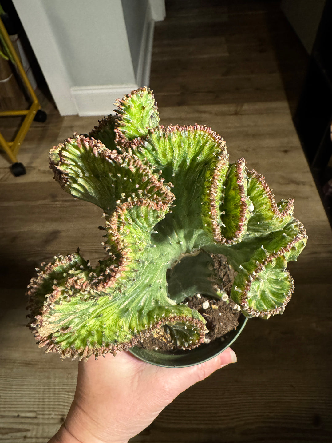 4" Euphorbia Grafted Cactus Mermaid Tail (Purple)