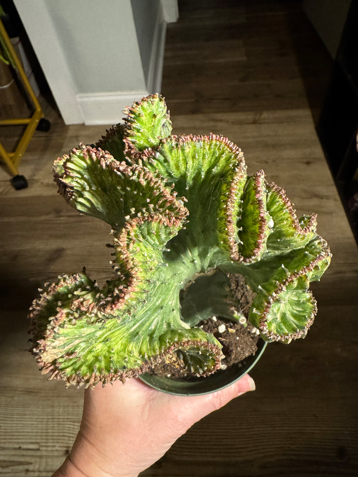4" Euphorbia Grafted Cactus Mermaid Tail (Purple)