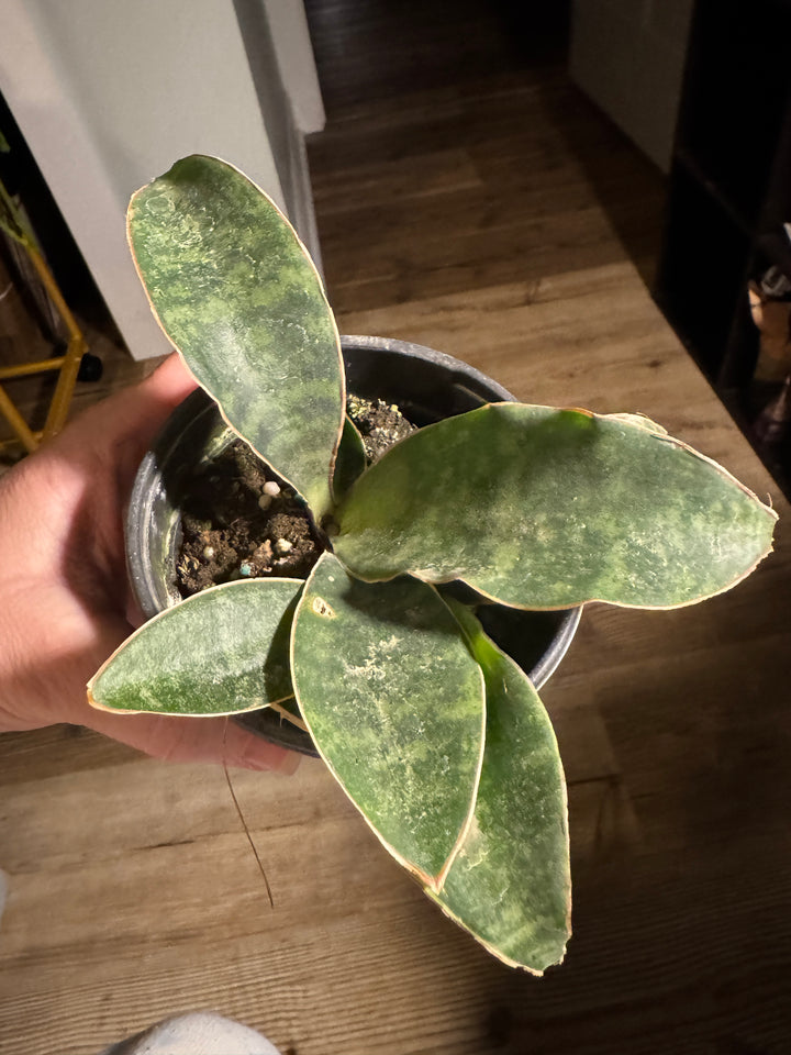 Sansevieria Kirkii