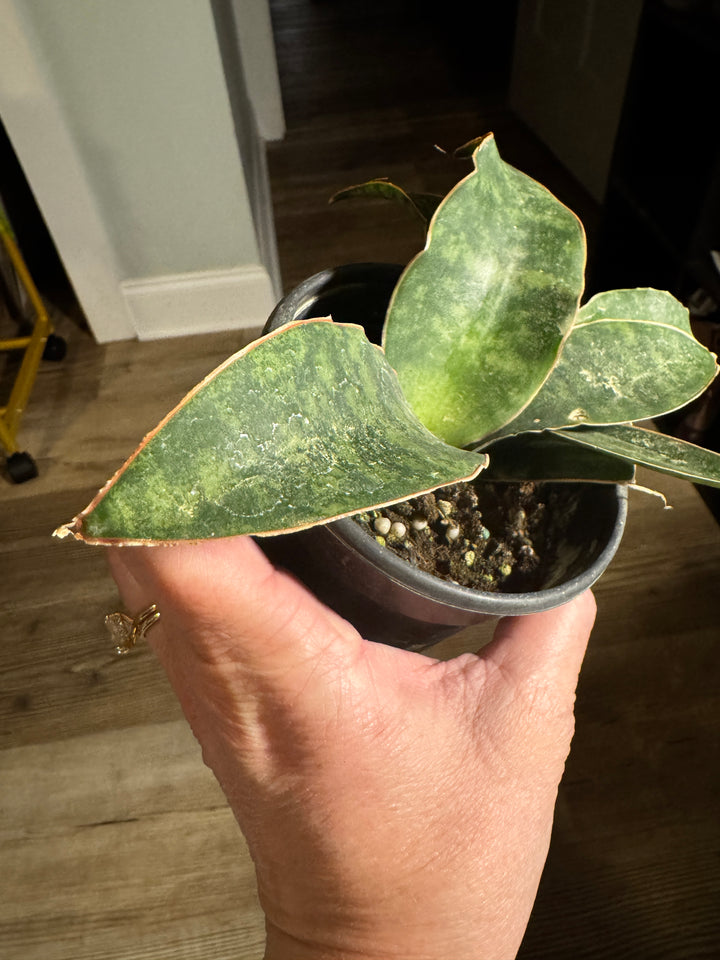 Sansevieria Kirkii
