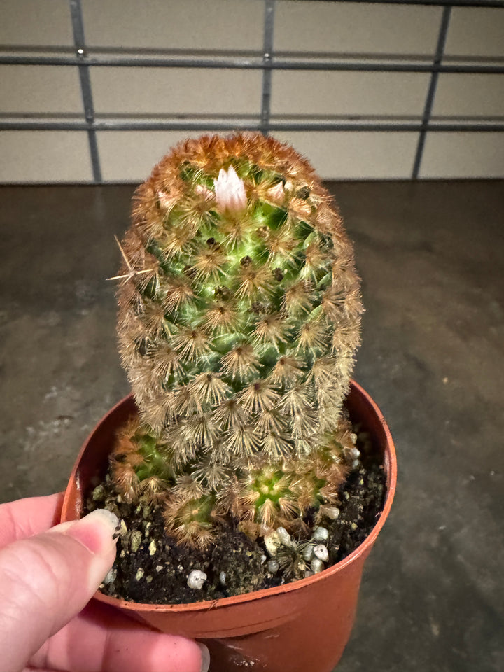 Bristle Brush Cactus