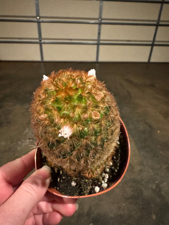Bristle Brush Cactus