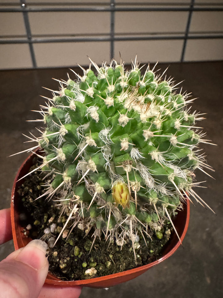 Pincushion Cactus