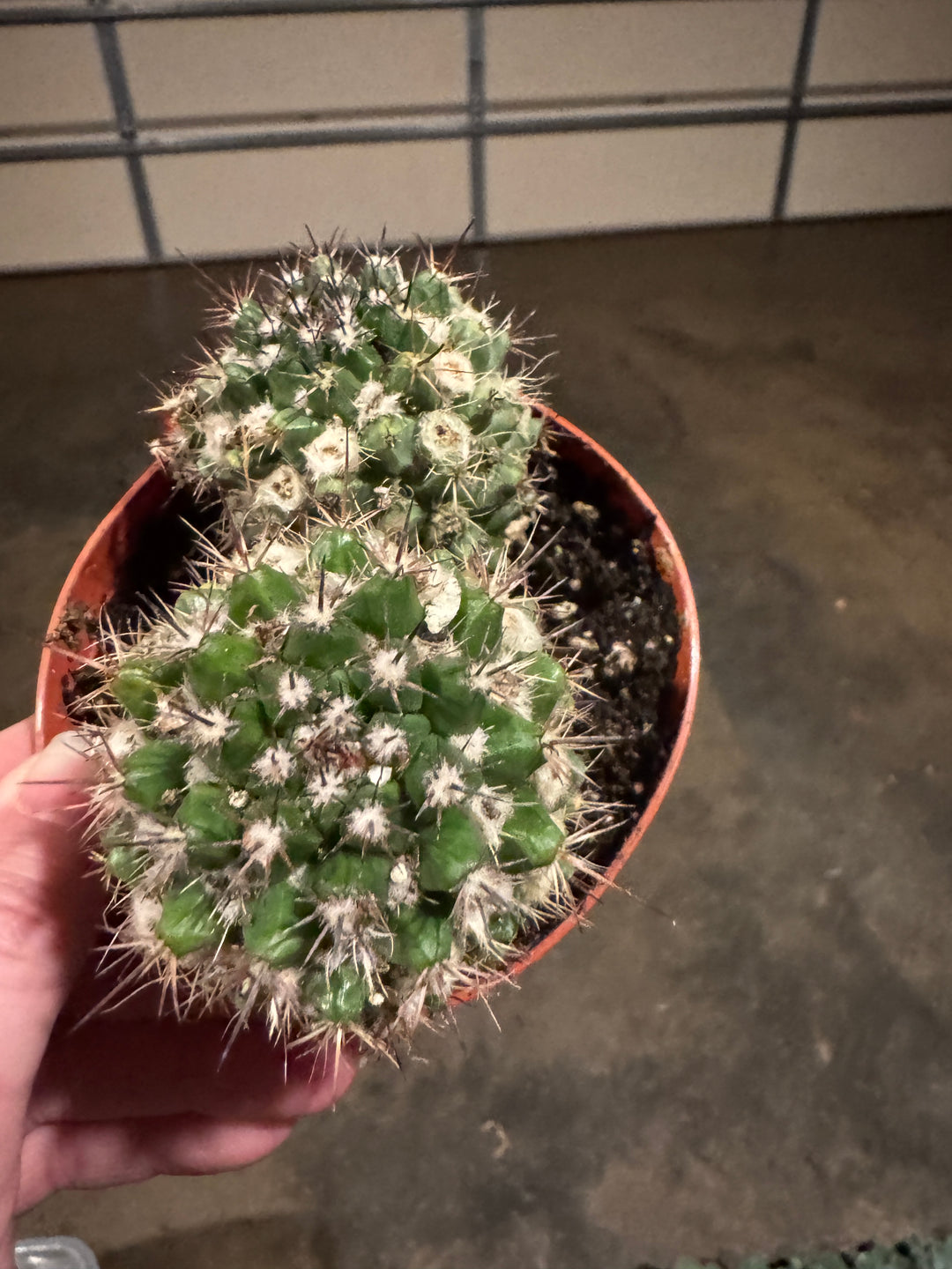Pincushion Cactus