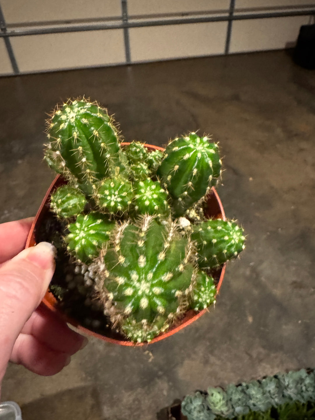 Green Desert Cactus
