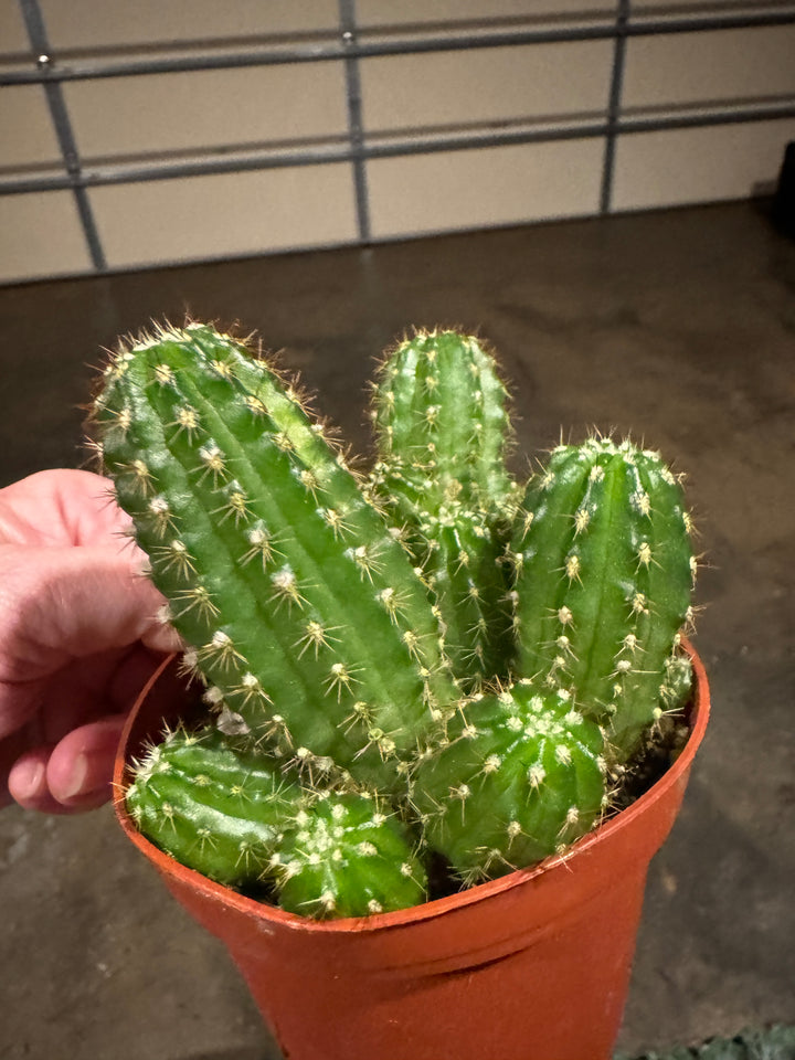 Green Desert Cactus
