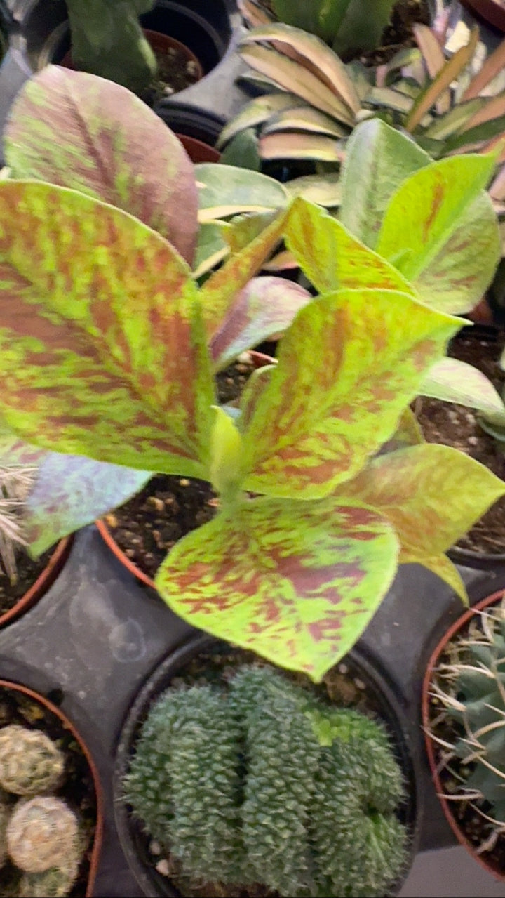 African Milk Bush - "Euphorbia Umbellata Rubra" Succulent