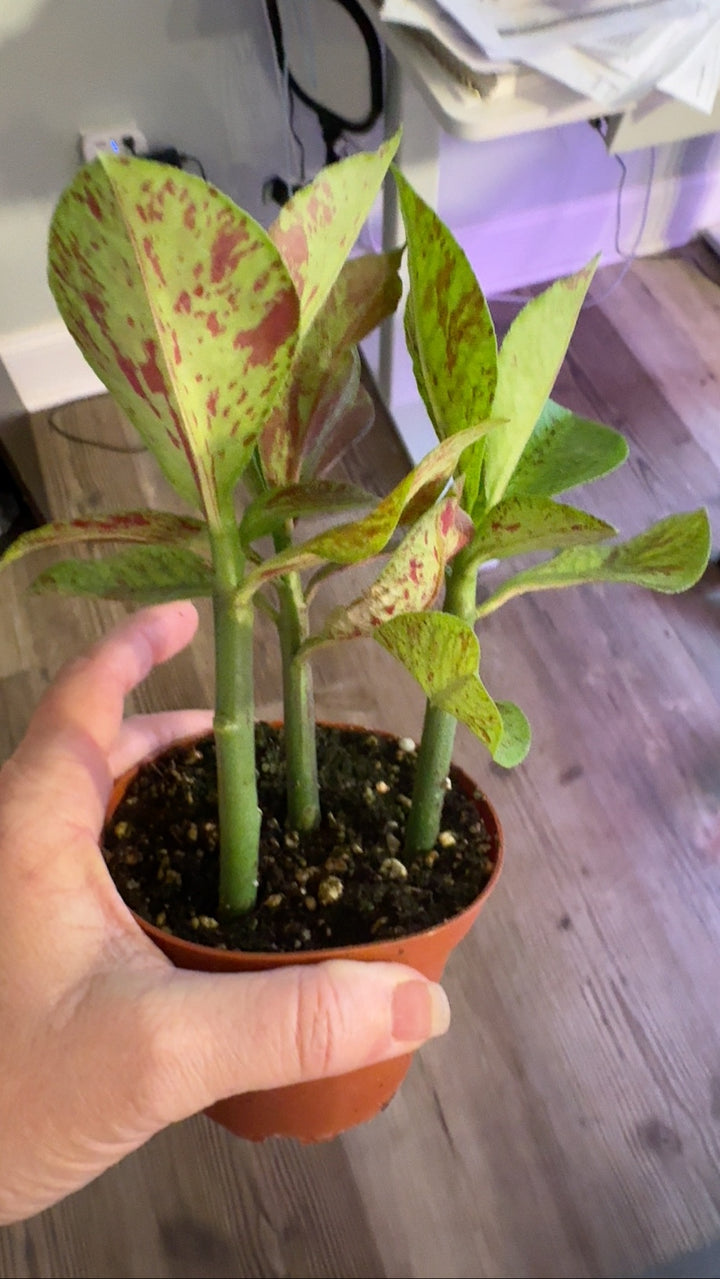 African Milk Bush - "Euphorbia Umbellata Rubra" Succulent