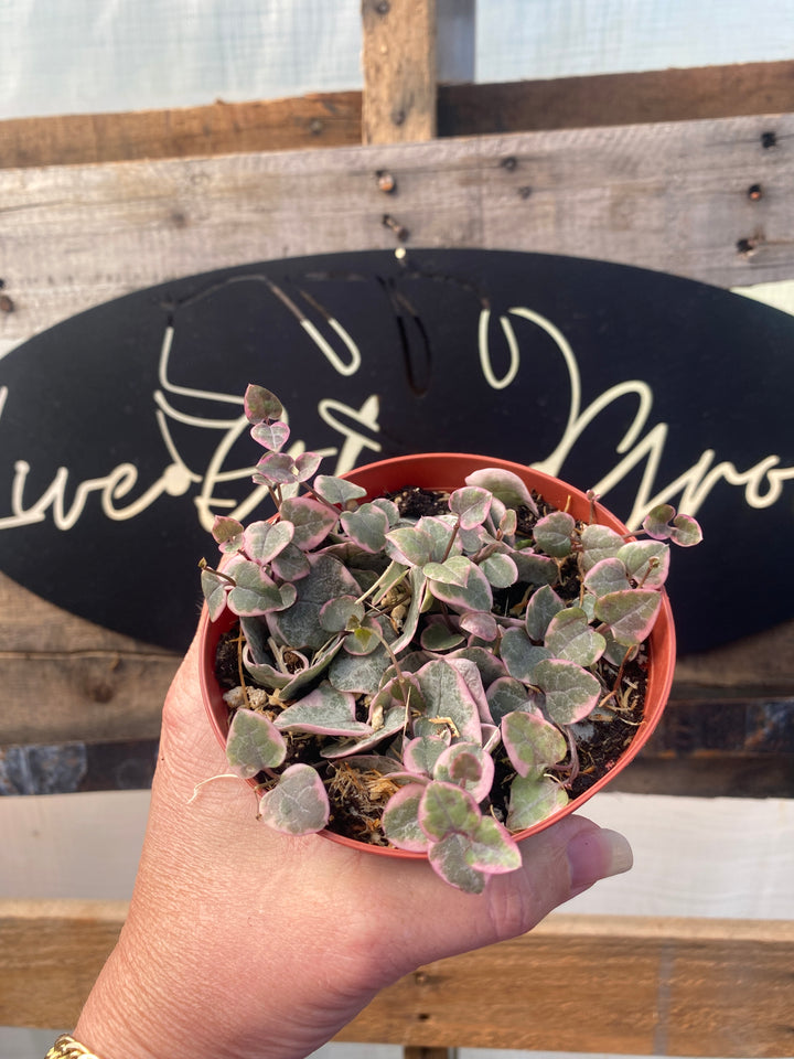 Variegated String of Hearts