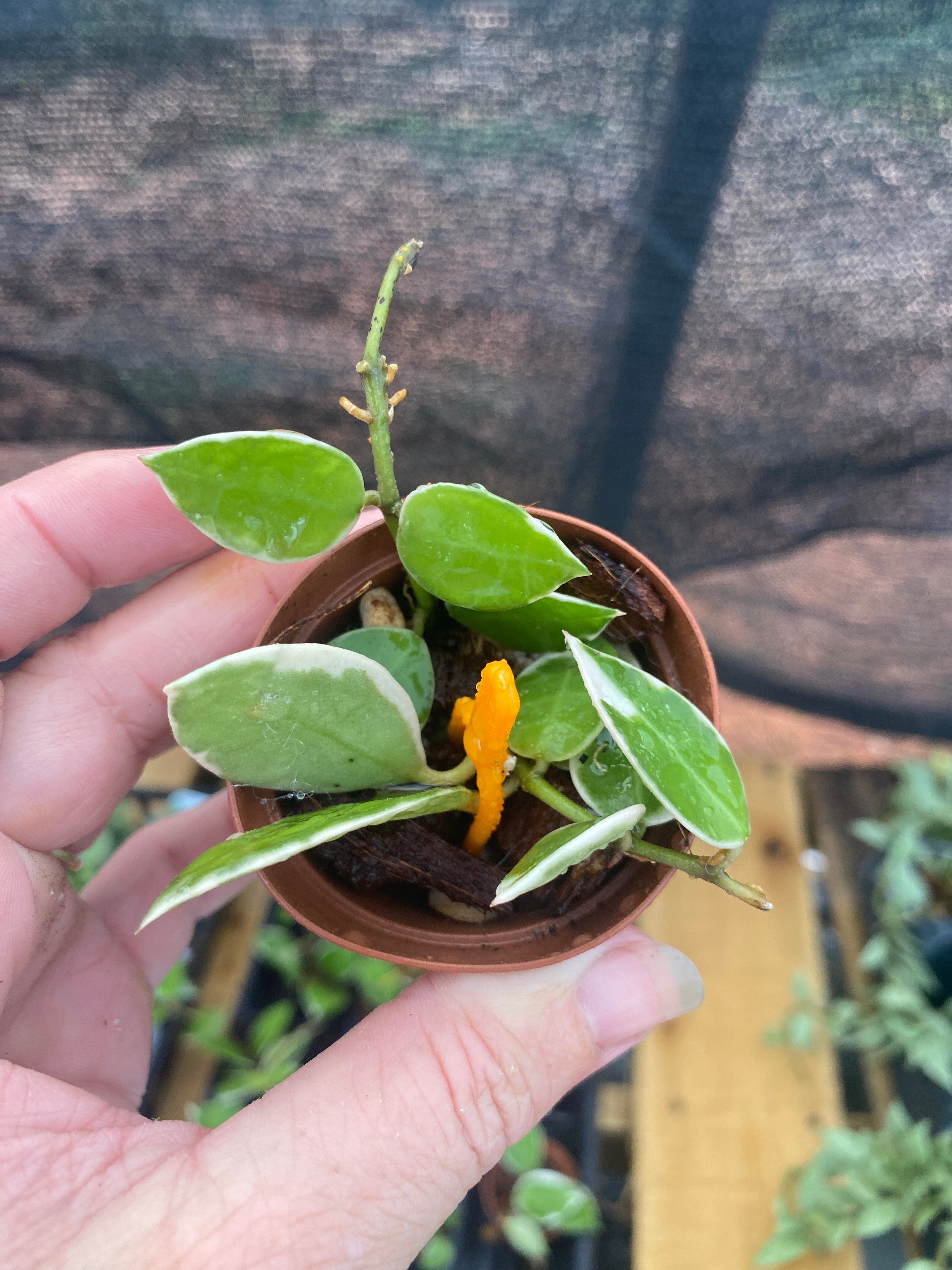 Hoya Lacunosa Asami Wonosobo – Live Glow Grow