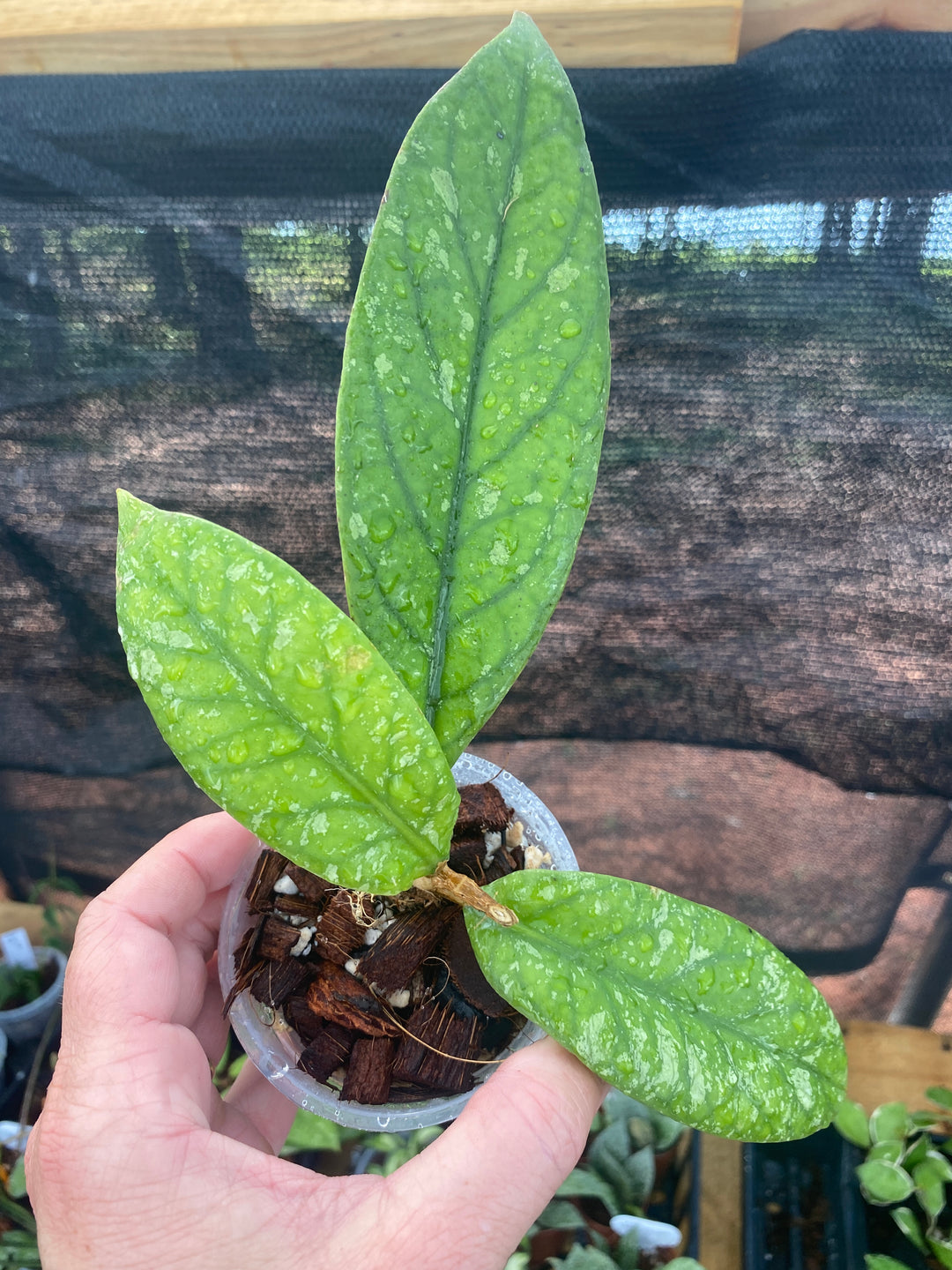 Hoya SP Tabalong