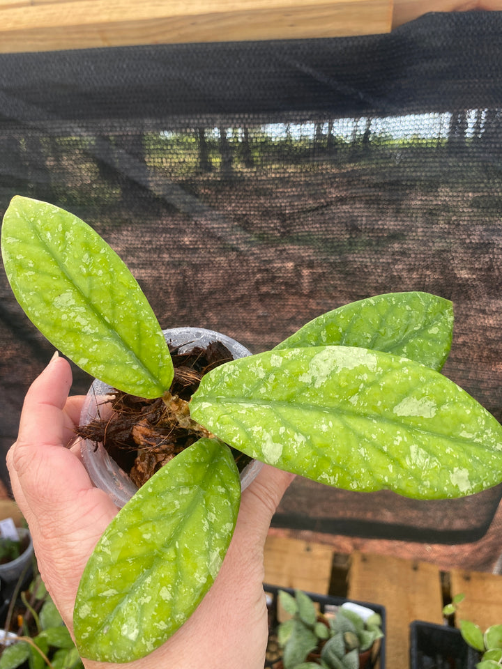 Hoya SP Tabalong