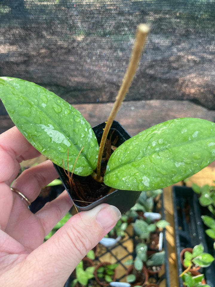 Hoya SP Tabalong