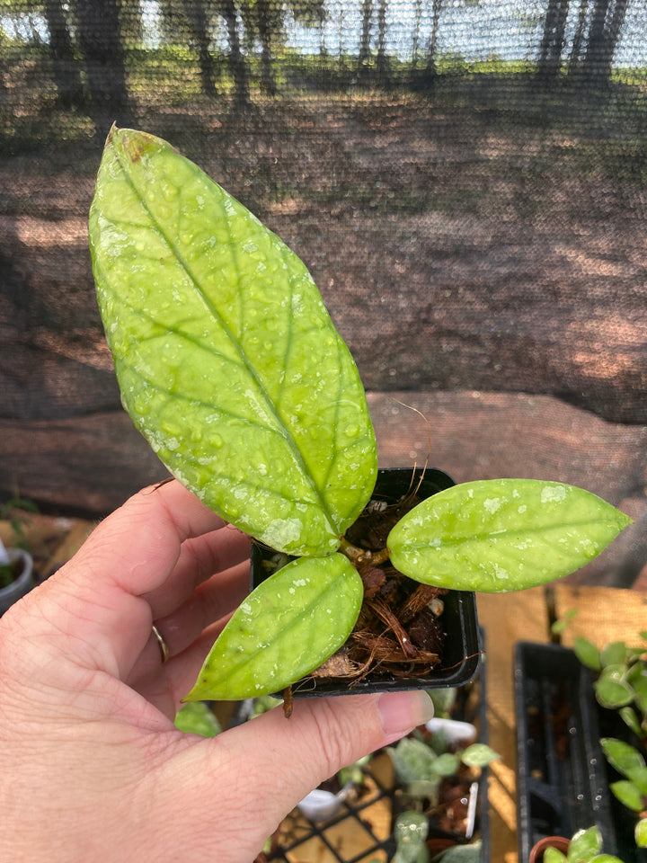 Hoya SP Tabalong