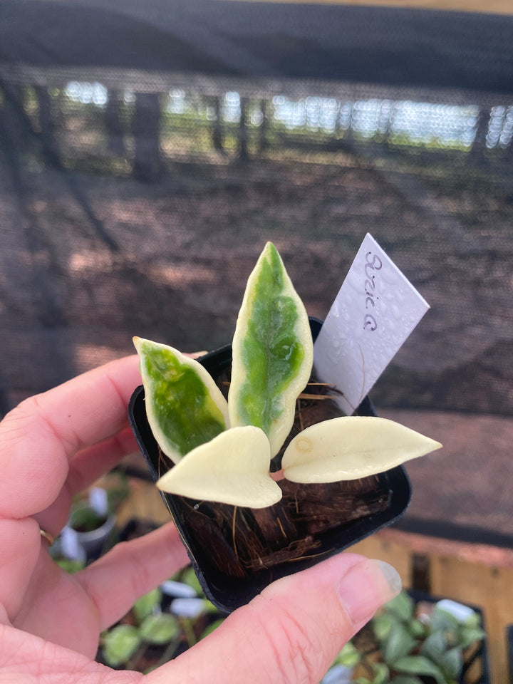 Hoya Suzie Q