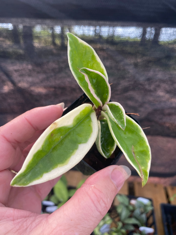 Hoya Suzie Q