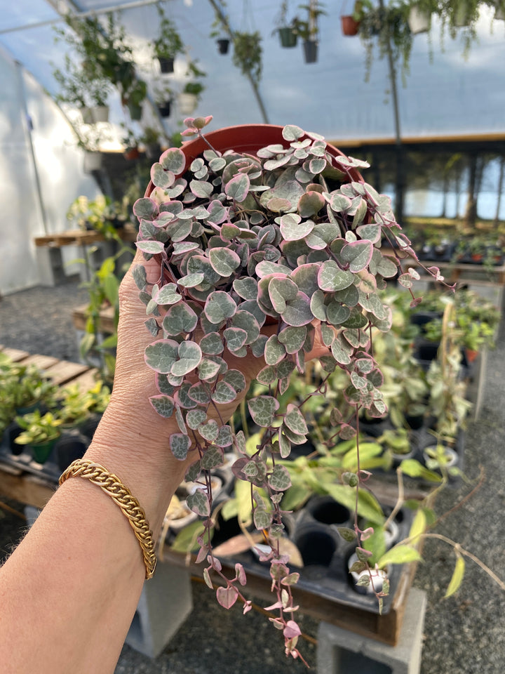 Variegated String of Hearts