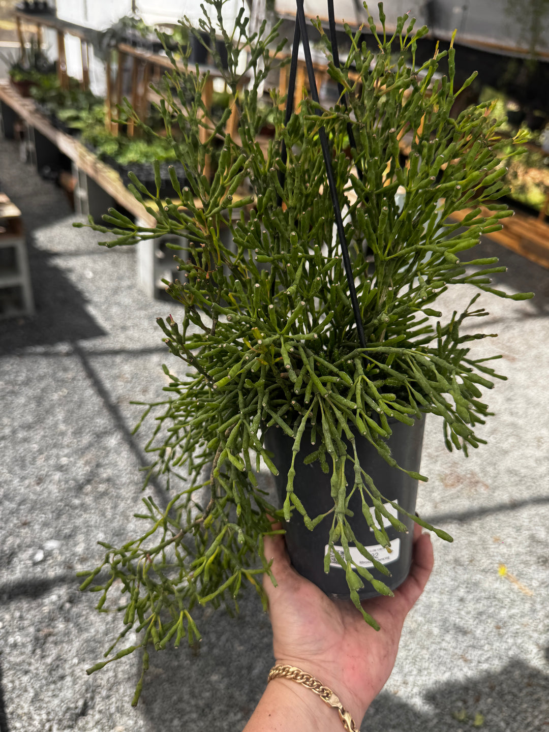 Rhipsalis Dancing HB