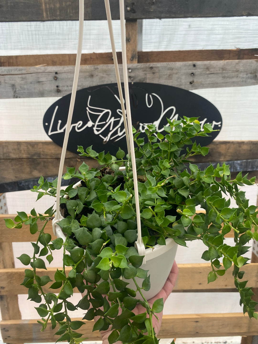 dischidia hanging plants Dischidia Ruscifolia (Million Hearts) – Live Glow Grow
