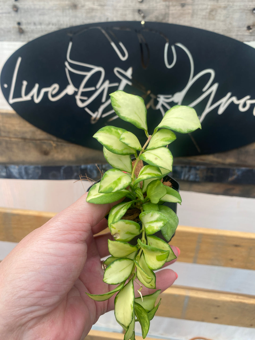 Variegated Hoya Heushkeliana