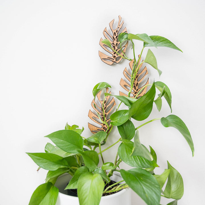 Monstrella - Wall Mounted
