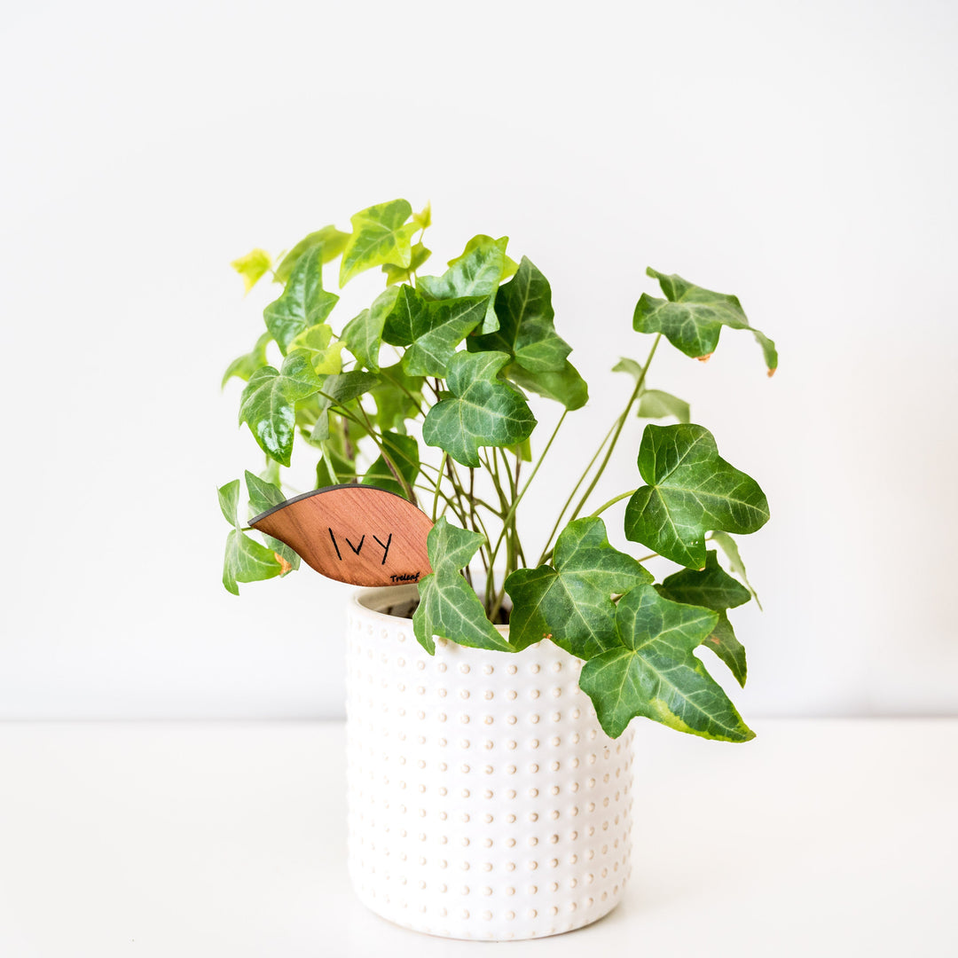 Folia - Wooden plant tags - Leaf-shaped plant labels