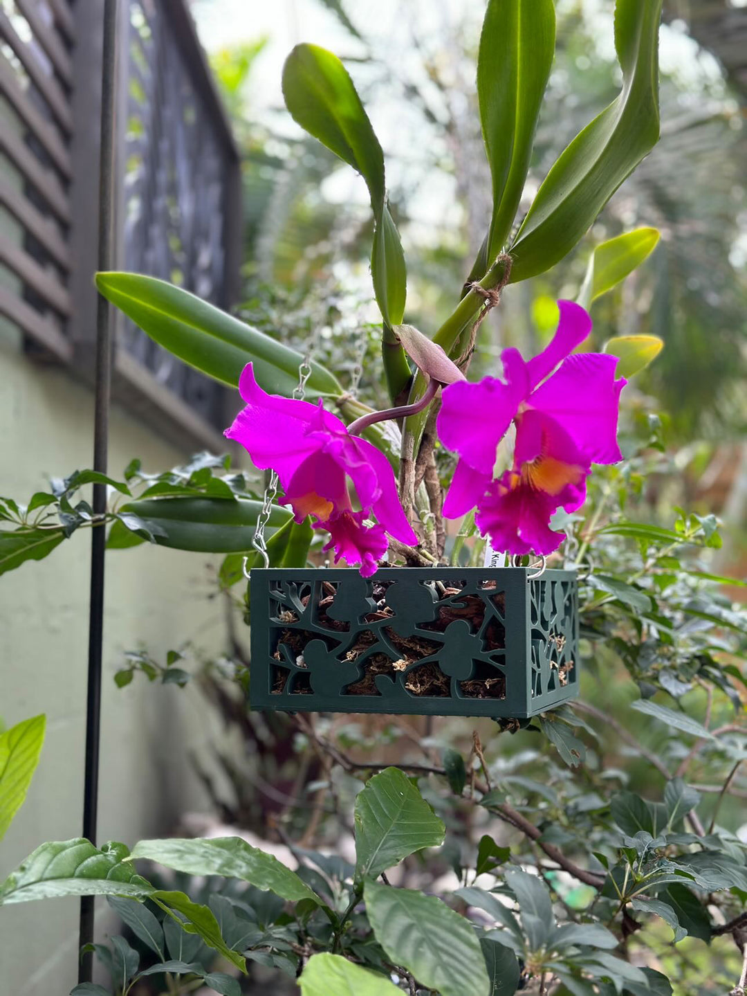 8" Vina Indoor / Outdoor Planter Hanging Basket