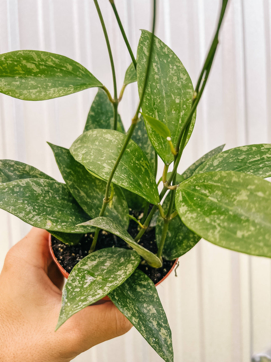4" Hoya 'Rangsan Splash'