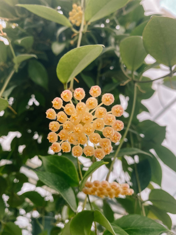 4" Hoya Sunrise