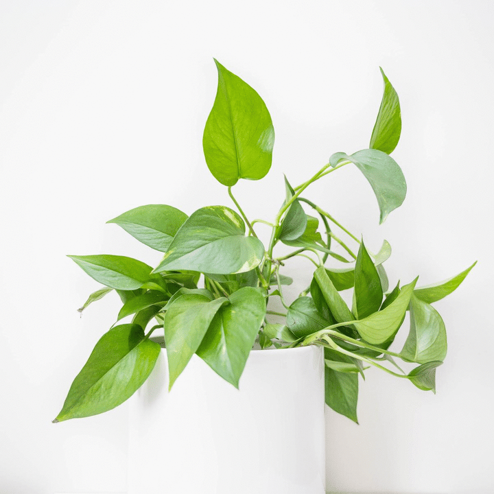 Monstrella - Wall Mounted