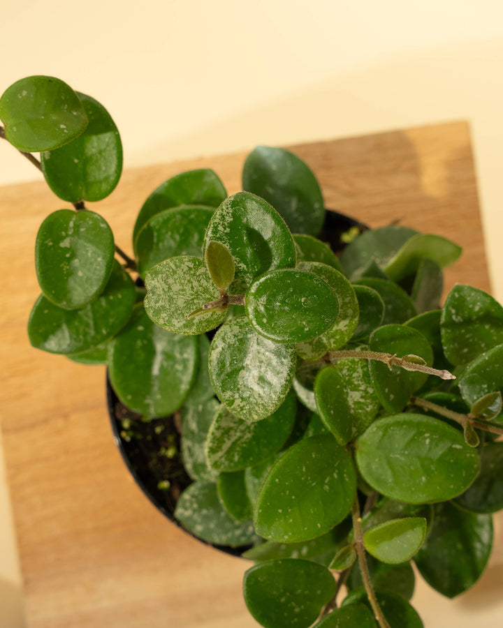4" Hoya 'Mathilde'