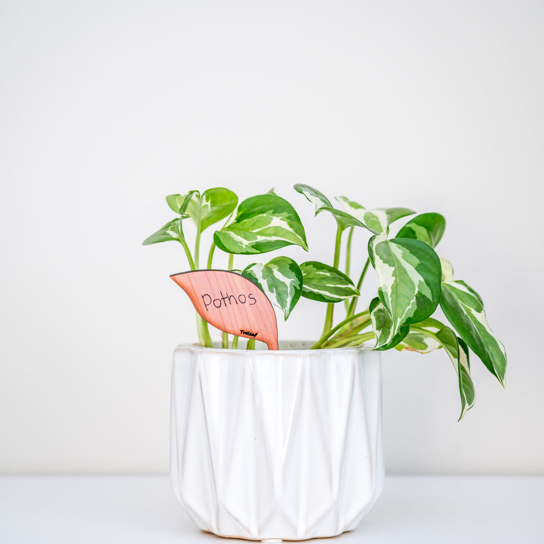 Folia - Wooden plant tags - Leaf-shaped plant labels