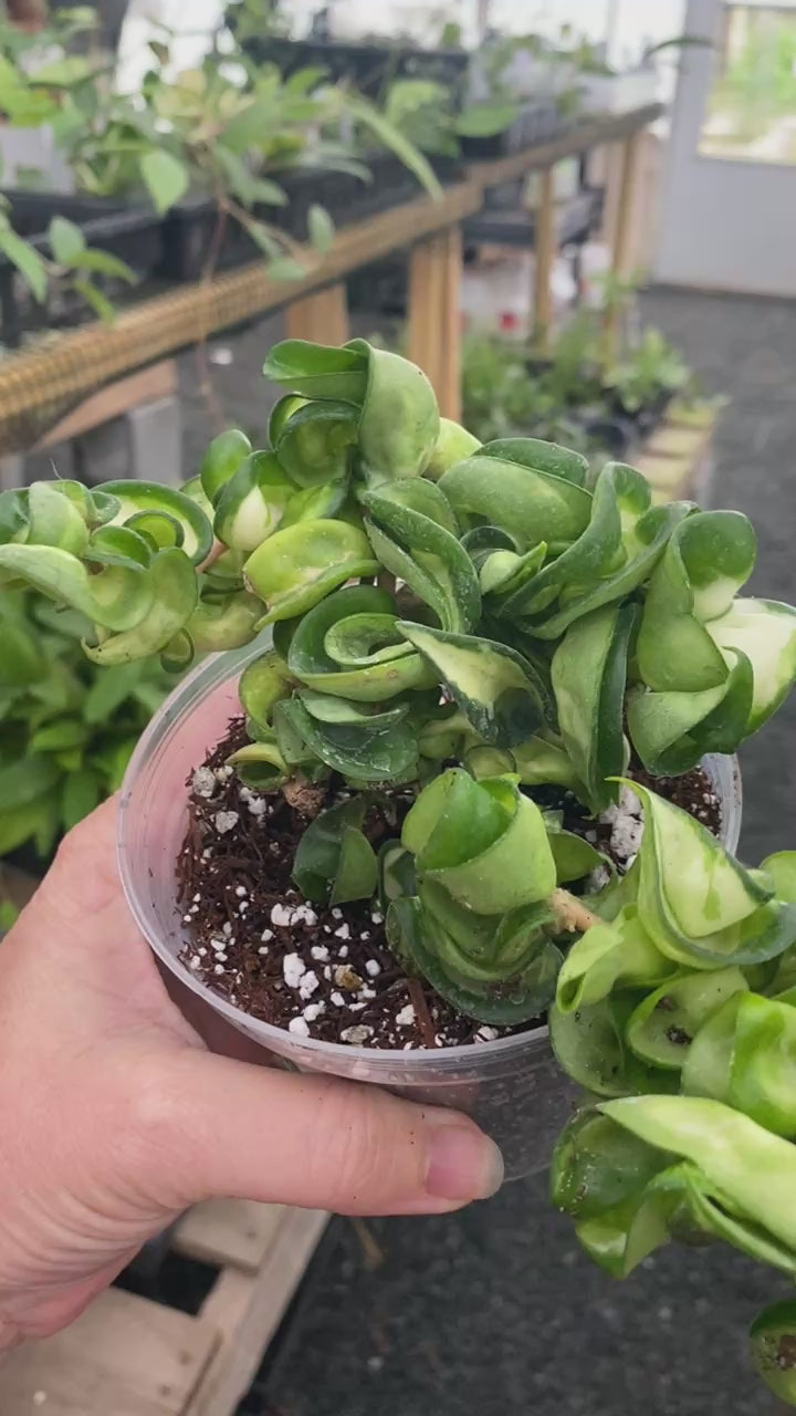 Hoya Mauna Loa 4” GC