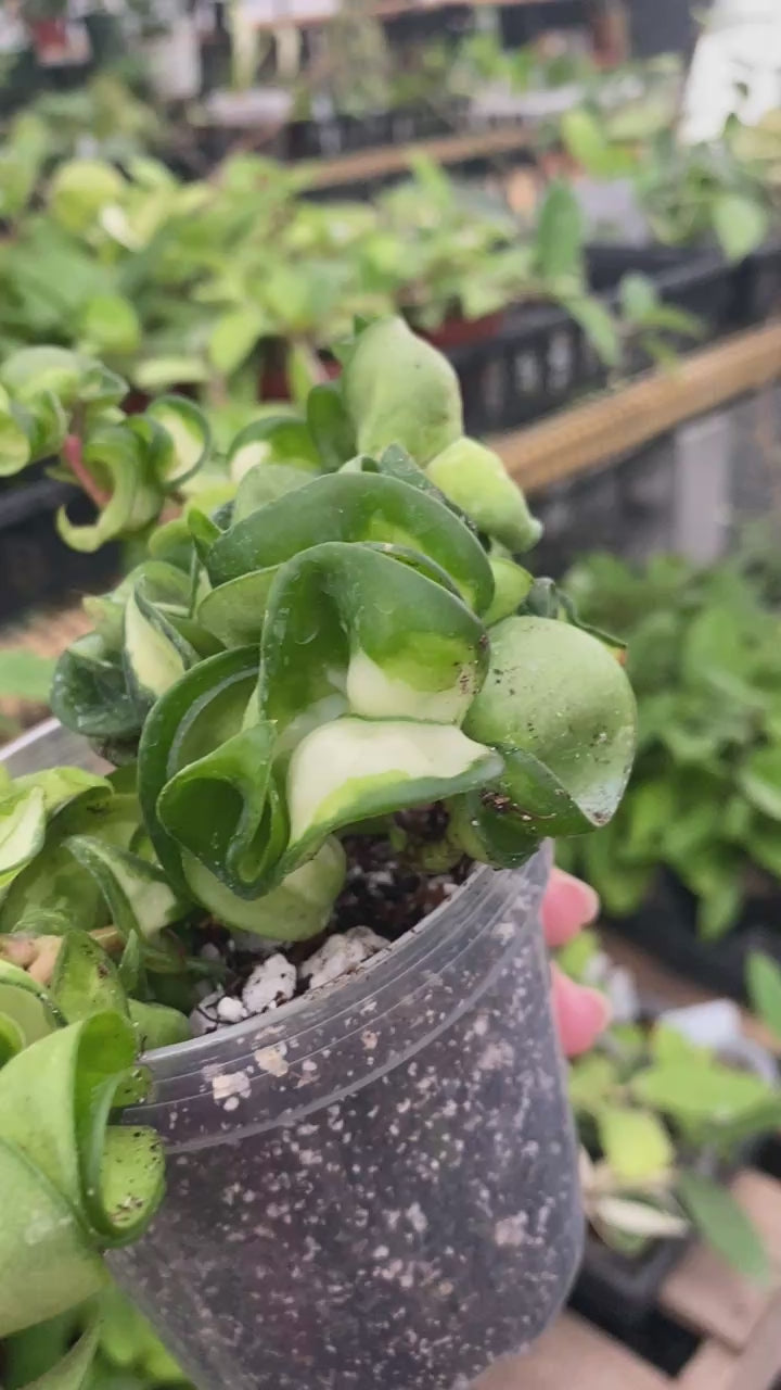 Hoya Mauna Loa 4” GC