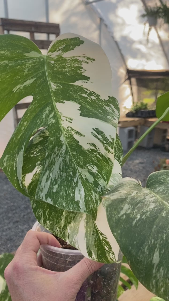 Monstera Albo Aurora