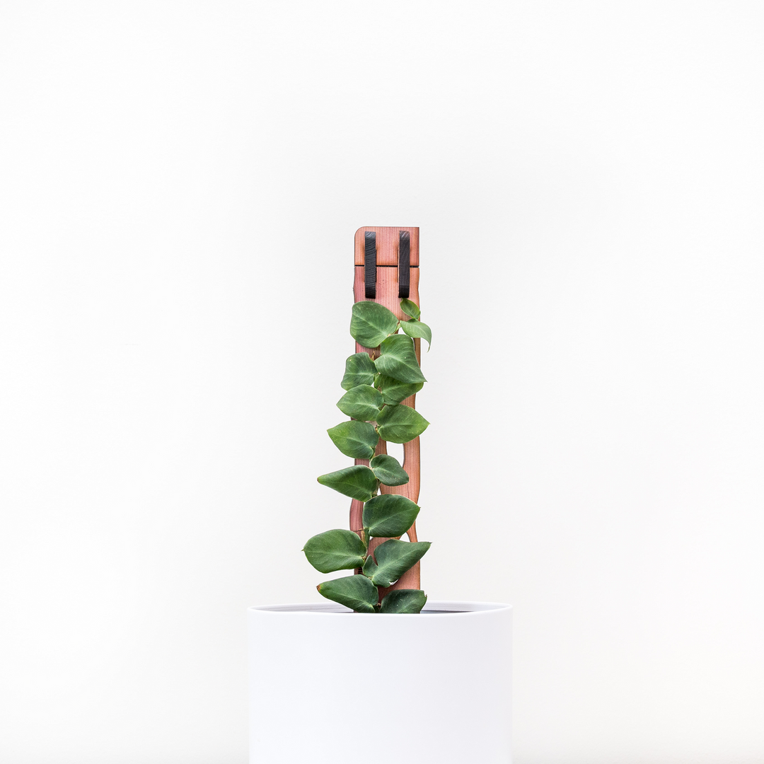 Zella - Wooden Extendable Plant Support